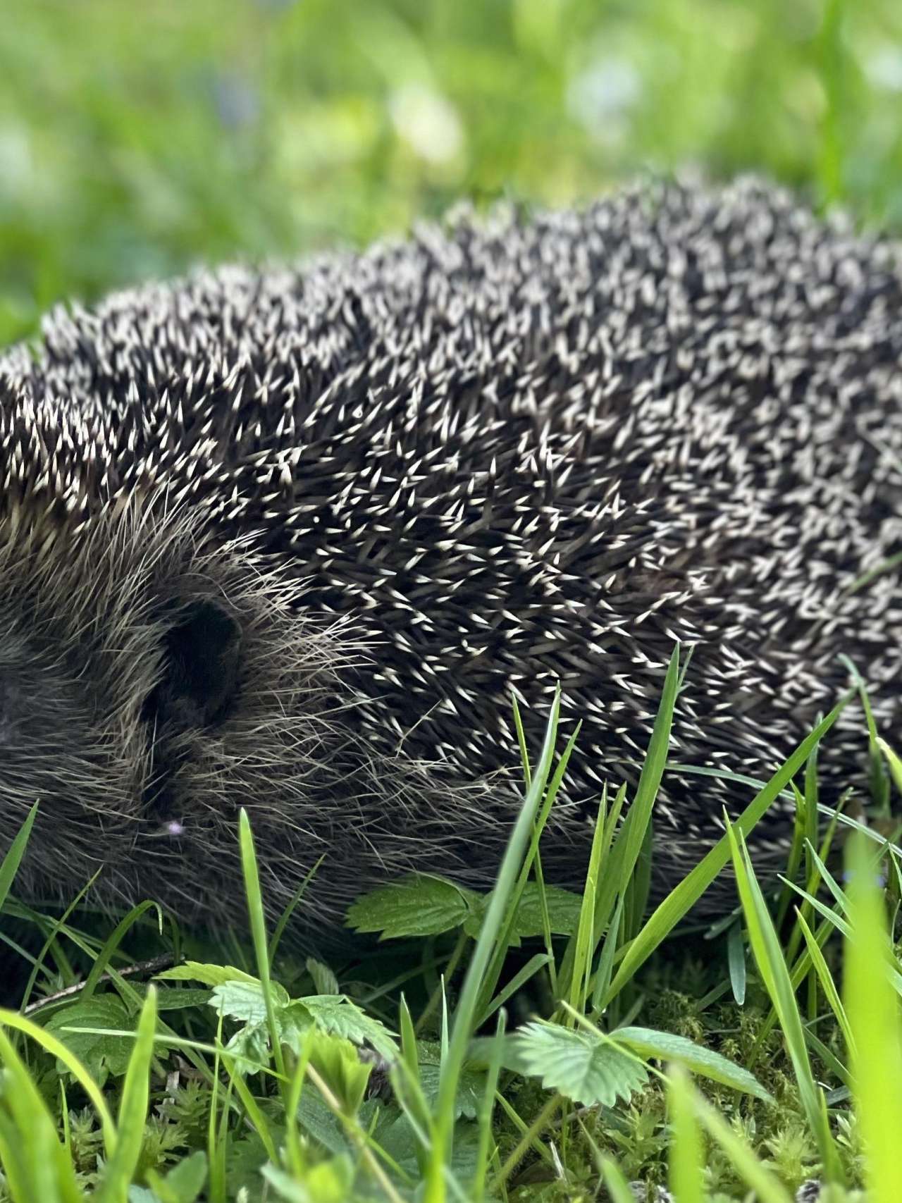 Igel in der Wildstation