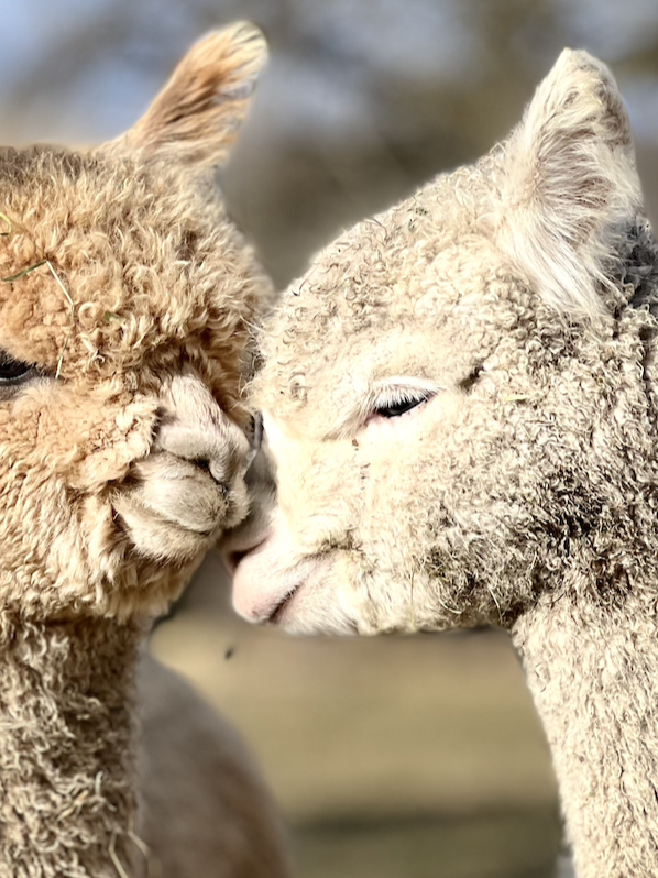 Alpaka Spaziergang, Wynigen