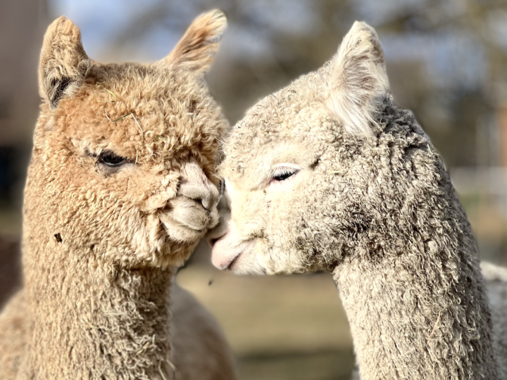 Alpaka Spaziergang, Wynigen