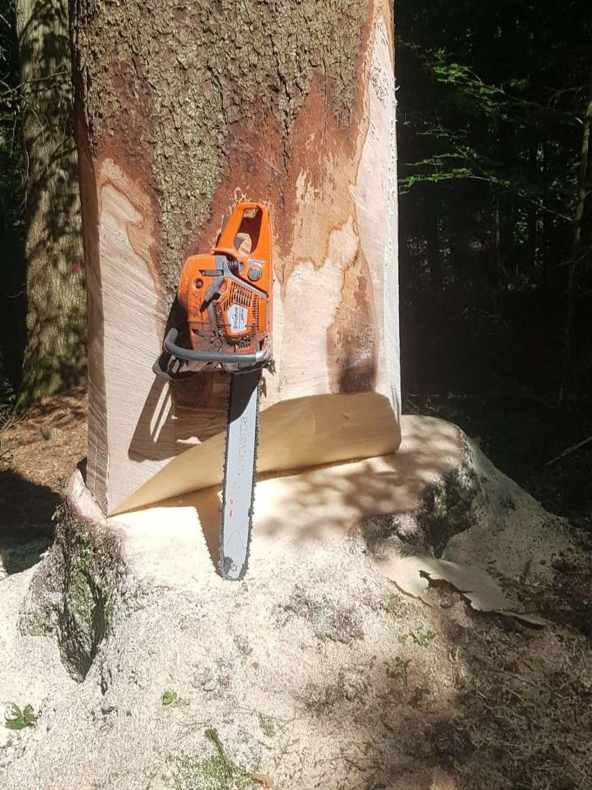 Vom Baumkeimling zum Dachbalken