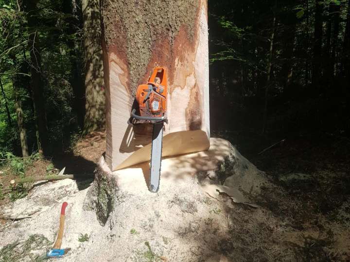 Vom Baumkeimling zum Dachbalken