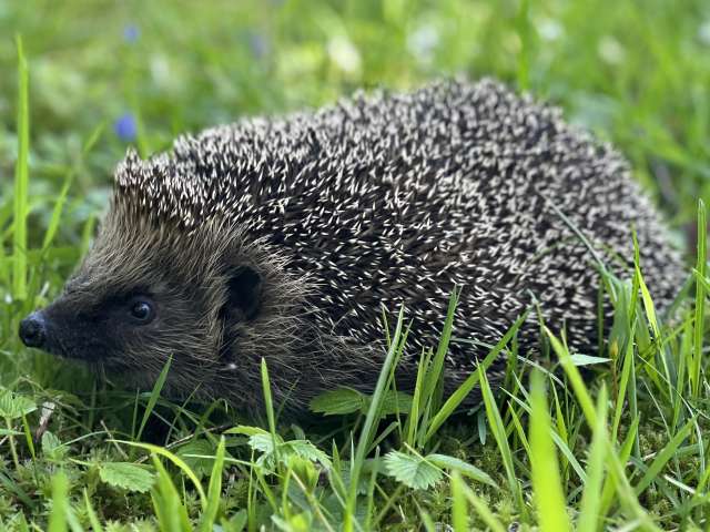Igel in der Wildstation