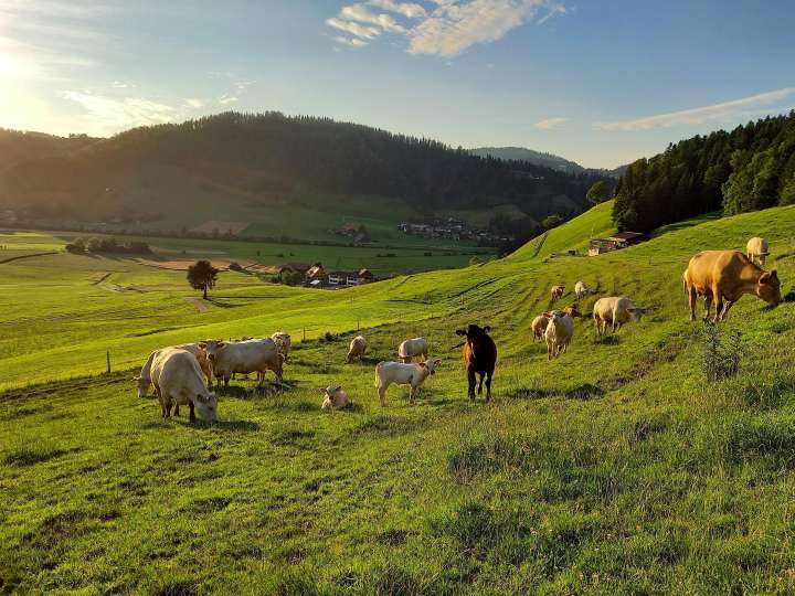 Vegane Landwirtschaft / Lebenshof