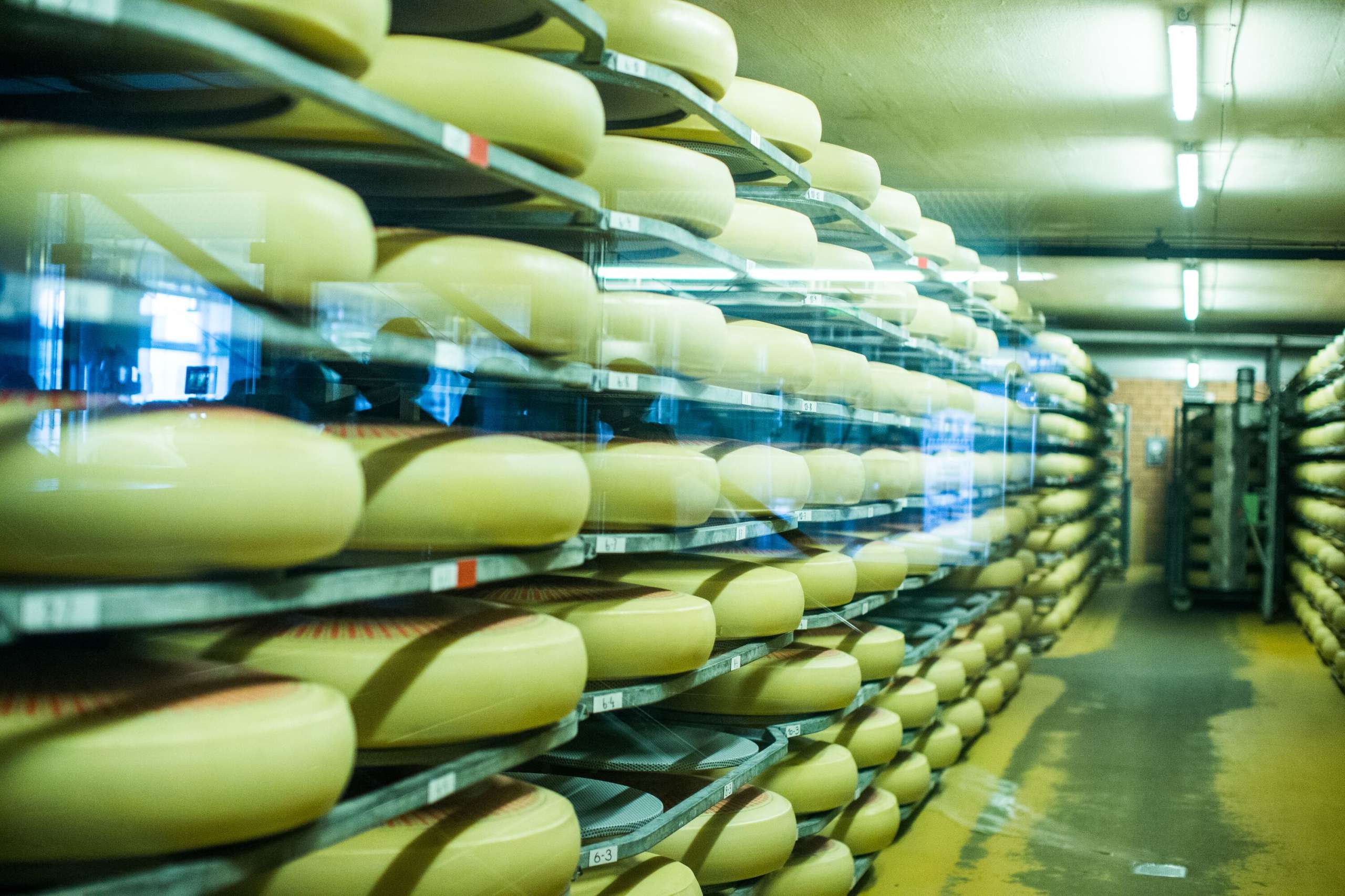 Voller Reifungskeller in der Emmentaler Schaukäserei.